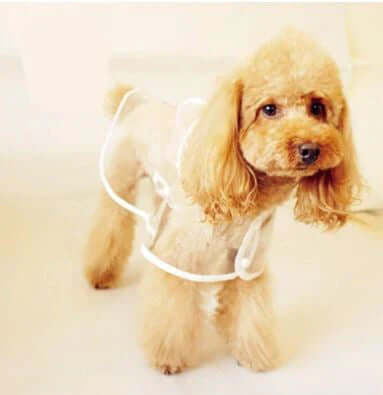 Wasserdichte Hundejacke Transparent