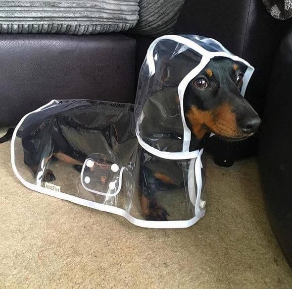 Wasserdichte Hundejacke Transparent