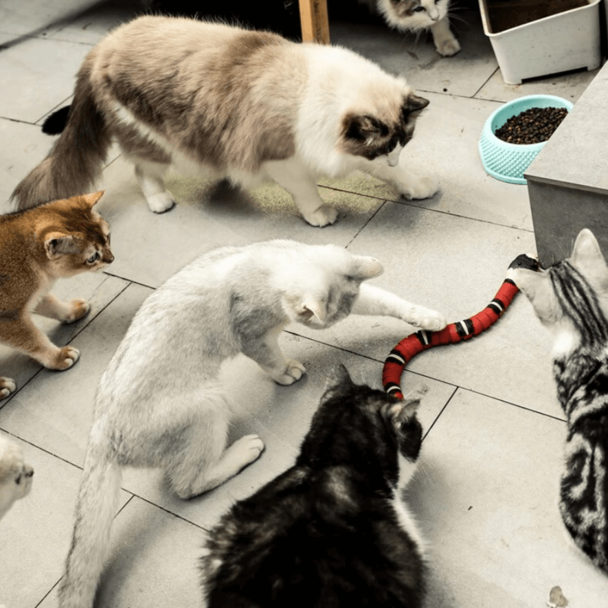 Interaktives Katzenspielzeug - Wackelnder Spaß