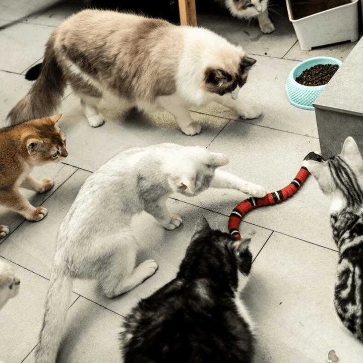 Interaktives Katzenspielzeug - Wackelnder Spaß