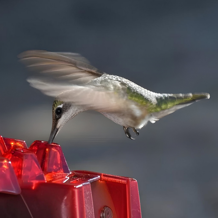 Hanging ant-proof hummingbird feeder featuring bee-proof ports and comfortable perches, ideal for attracting nectar birds.