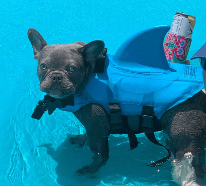 Schwimmweste für Hunde - Sicher & Komfortabel