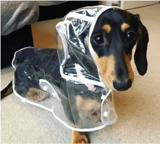 Wasserdichte Hundejacke Transparent