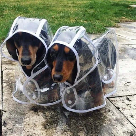 Wasserdichte Hundejacke Transparent