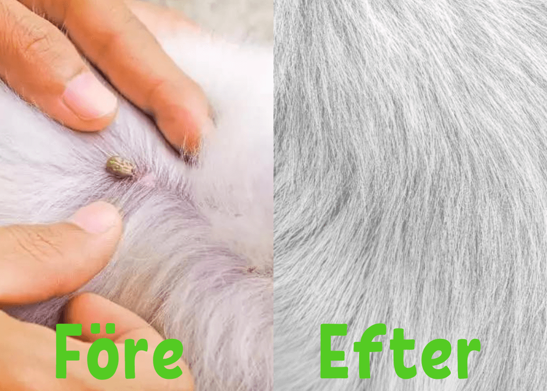 Floh- und Zeckenhalsband für Hunde & Katzen