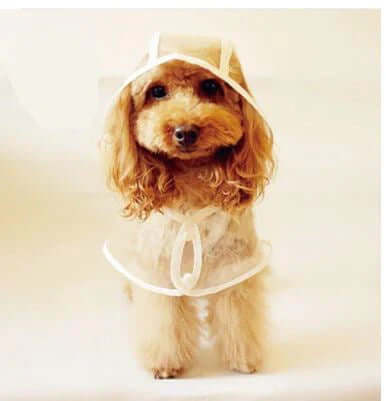 Wasserdichte Hundejacke Transparent