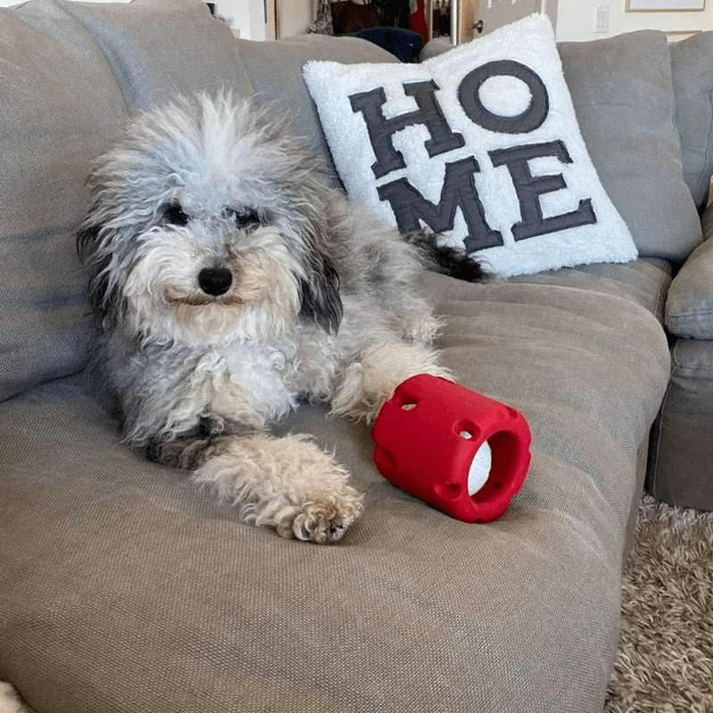 Hundespielzeug Springball für Zahnpflege & Spielspaß