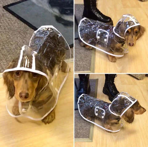 Wasserdichte Hundejacke Transparent