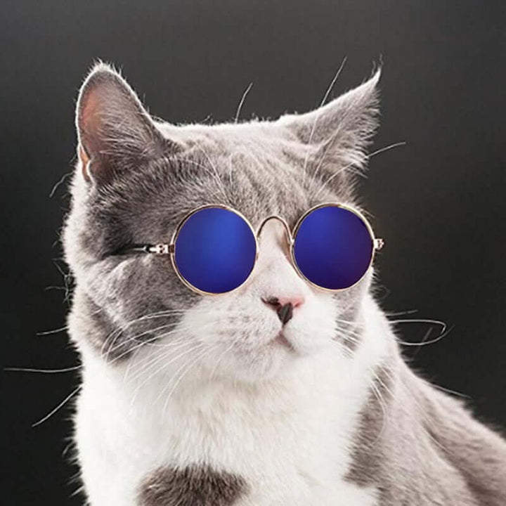 Trendige Katzenbrille für Haustiere - KittyShades
