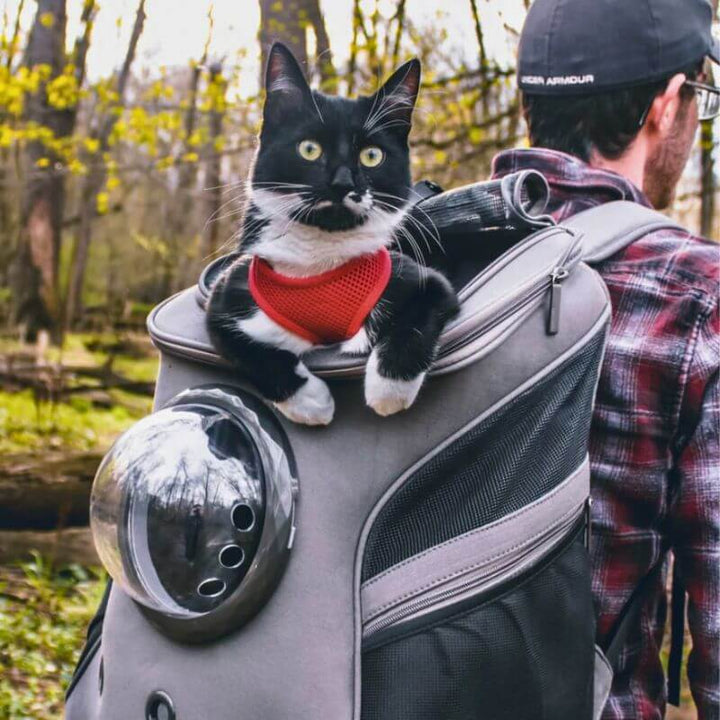 Katzen Transporttasche Reisefreundlich & Faltbar