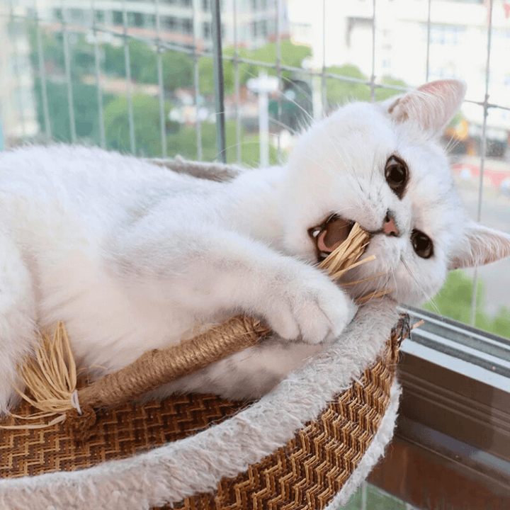 Katzen Kaustangen - 5er Set - Natürliches Silvervine