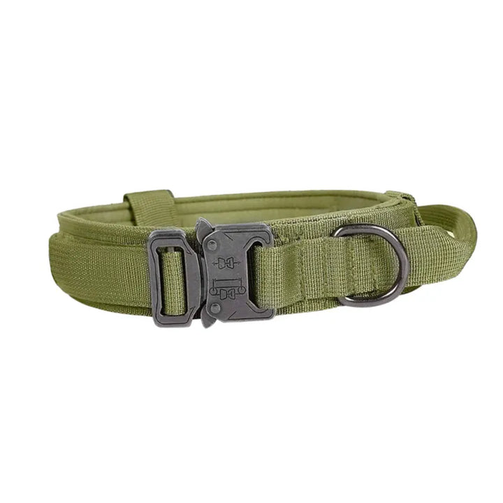 Dog walking confidently on an adjustable black nylon leash and collar, showcasing pet comfort