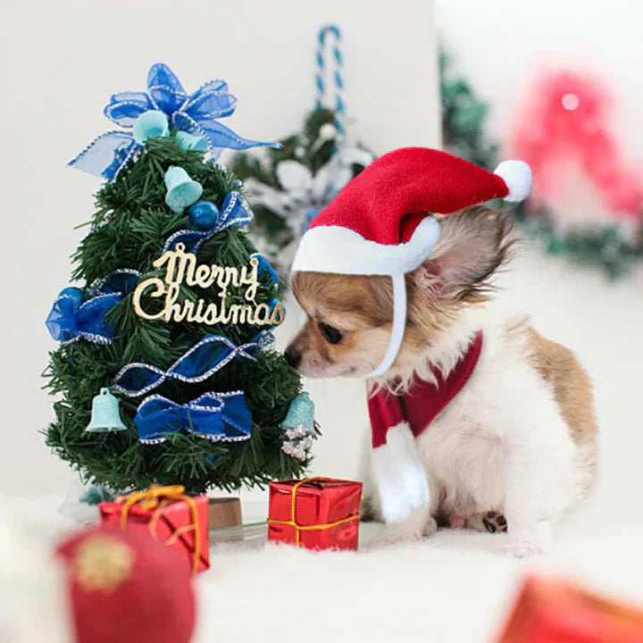 Pet wearing the complete Christmas hat and scarf set, looking festive and comfortable