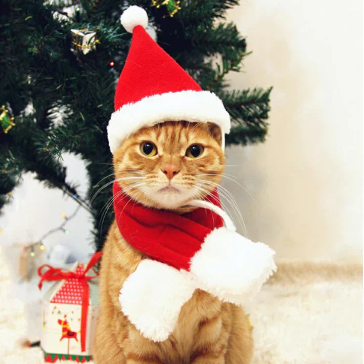 Dog in a red and white Christmas scarf, warm and stylish holiday outfit for pets