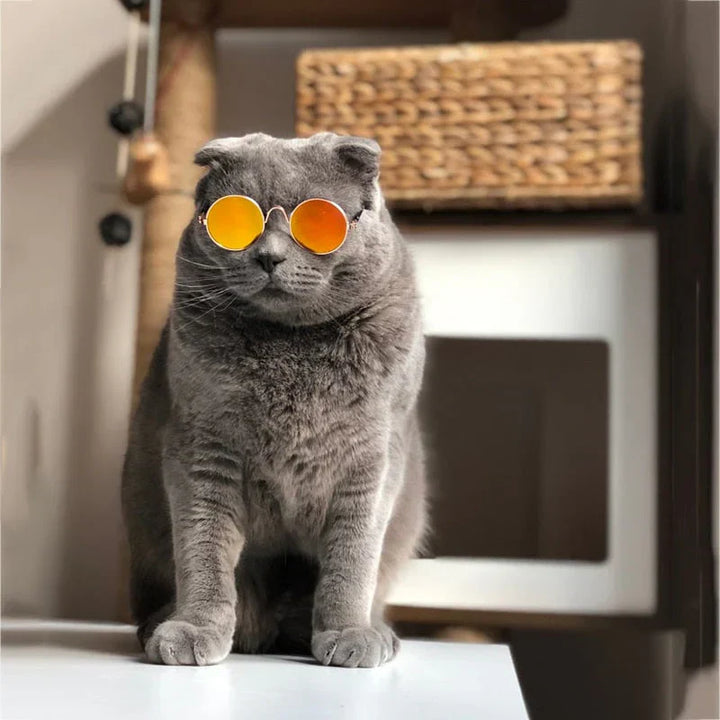 Group of assorted color pet round sunglasses, ideal for stylish pet protection.