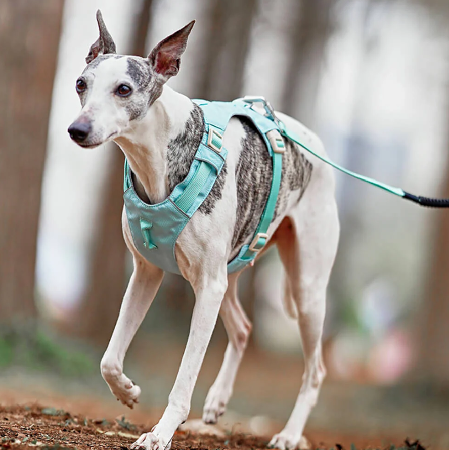 Stress-free dog walking gear: adjustable anti-pull harness with comfortable fit