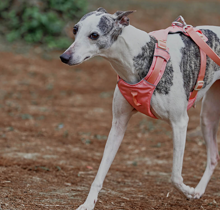 Anti-pull dog harness detail, showing secure buckles and leash attachment points