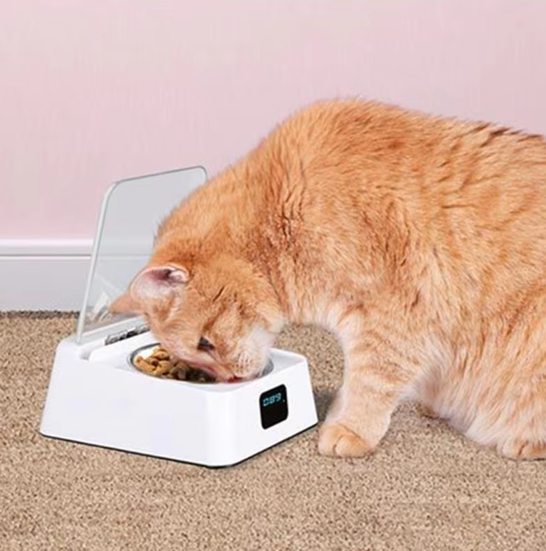 Automatic cat food dispenser with digital display, gray, for pet care
