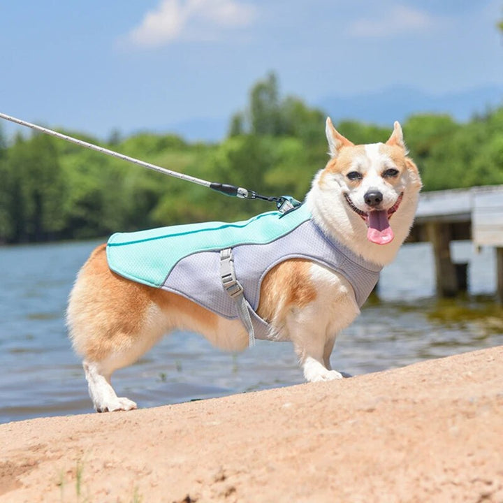 Blue dog cooling vest harness for summer outdoor activity, leash ready training gear