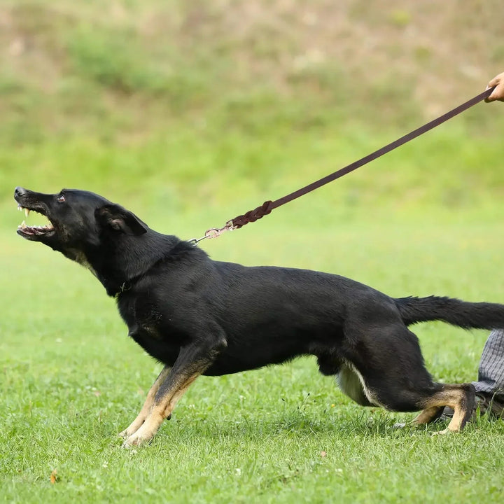 Unisex braided leather pet leash with comfort grip, ideal for dog training and walking gear