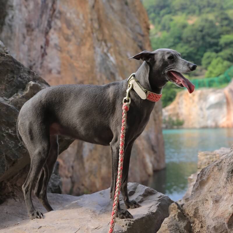 Dog gear: robust anti-pull collar and leash made from leather and hemp