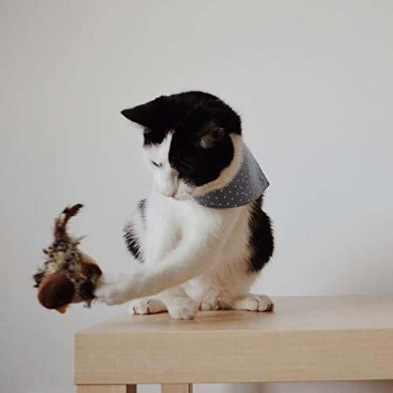 Interaktives Katzenspielzeug Vogel mit Geräuschen