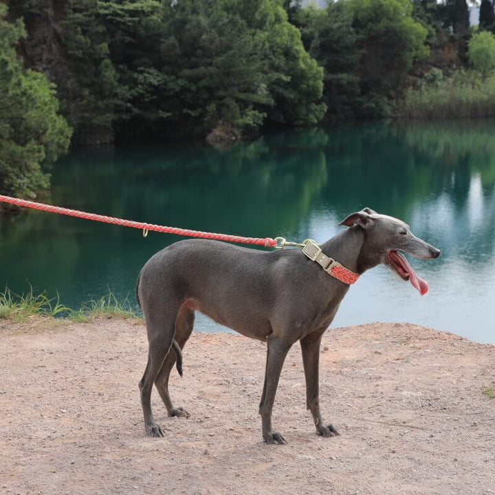 Dog training pet accessory: Hand-woven hemp rope anti-pull collar and leash set with faux leather components