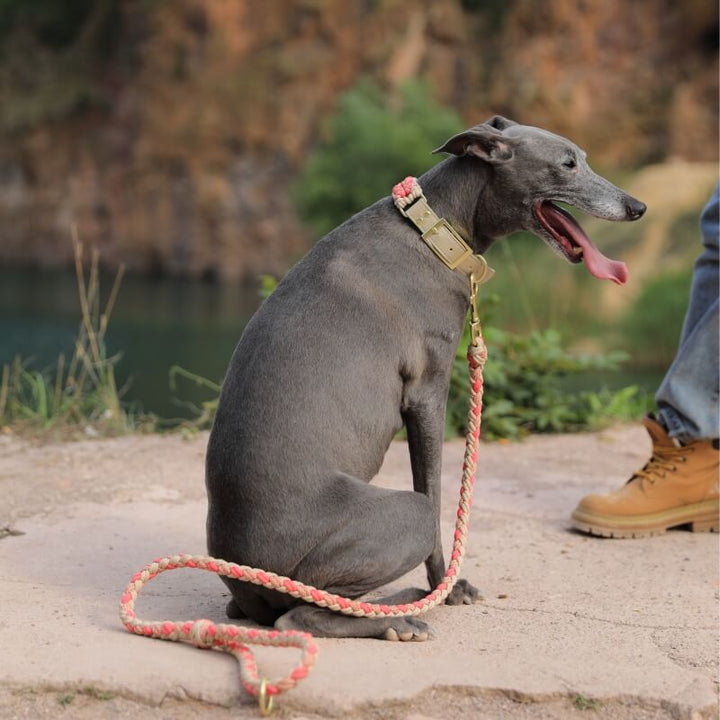 Anti-pull pet accessory: Hand-woven hemp rope dog collar and matching leash set with faux leather details