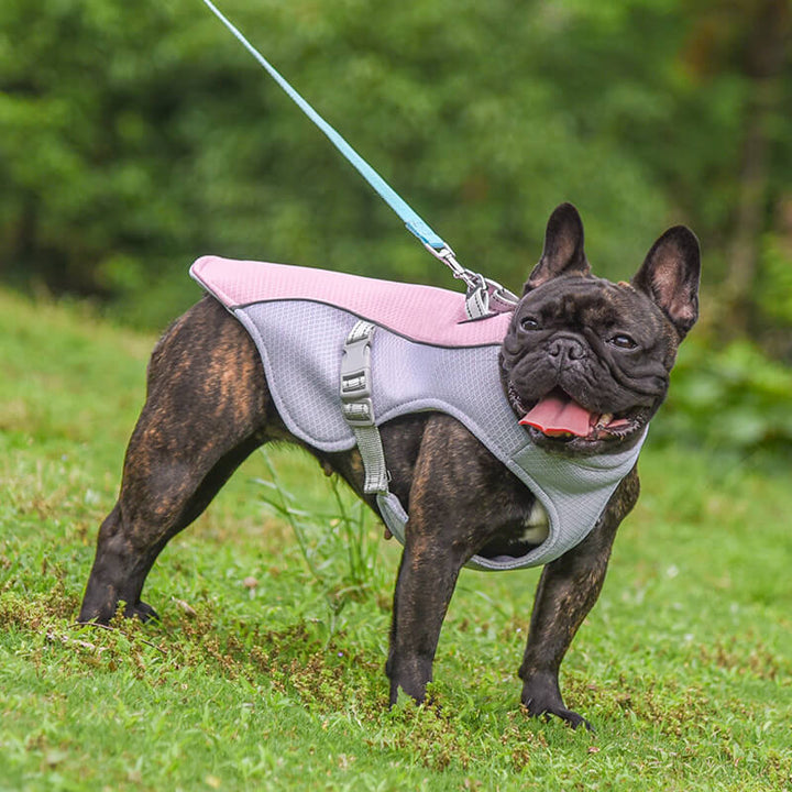 Dog cooling vest in blue, offering summer heat relief and sun protection for pets.