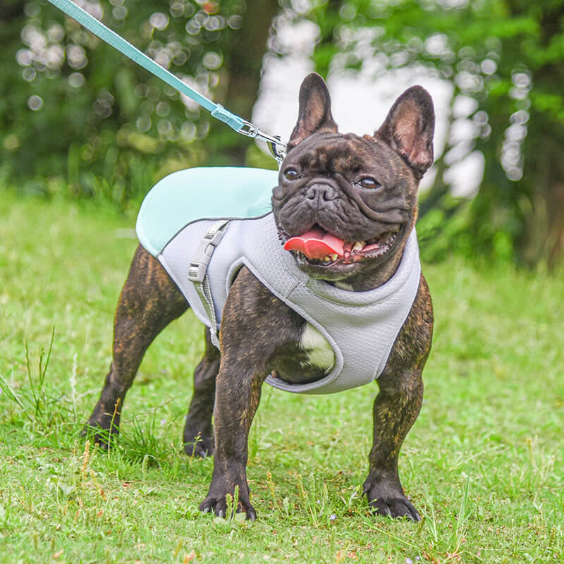 Evaporative cooling dog vest, designed to keep pets comfortable in summer heat and sun.