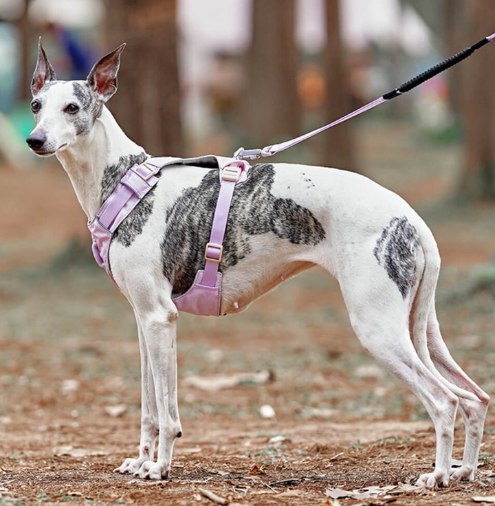 Reflective no-pull dog harness for night walking, with an adjustable leash, in low light.