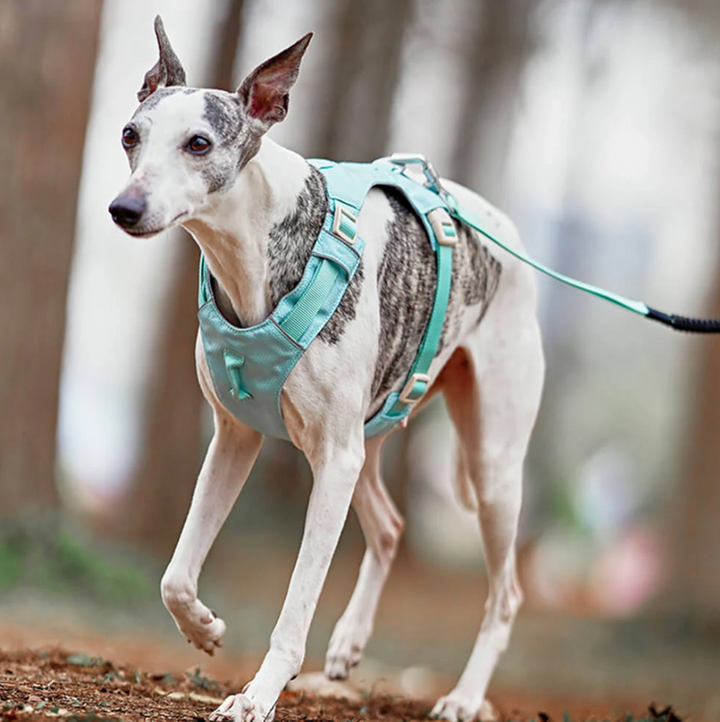 Comfort fit dog harness with front and back leash attachments, paired with an adjustable leash.