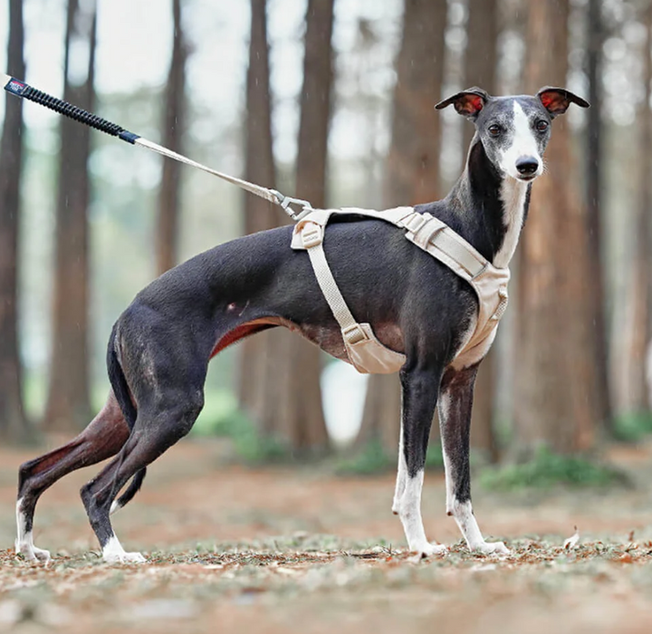 Small dog wearing a no-pull comfort harness with an adjustable leash, enjoying a walk.