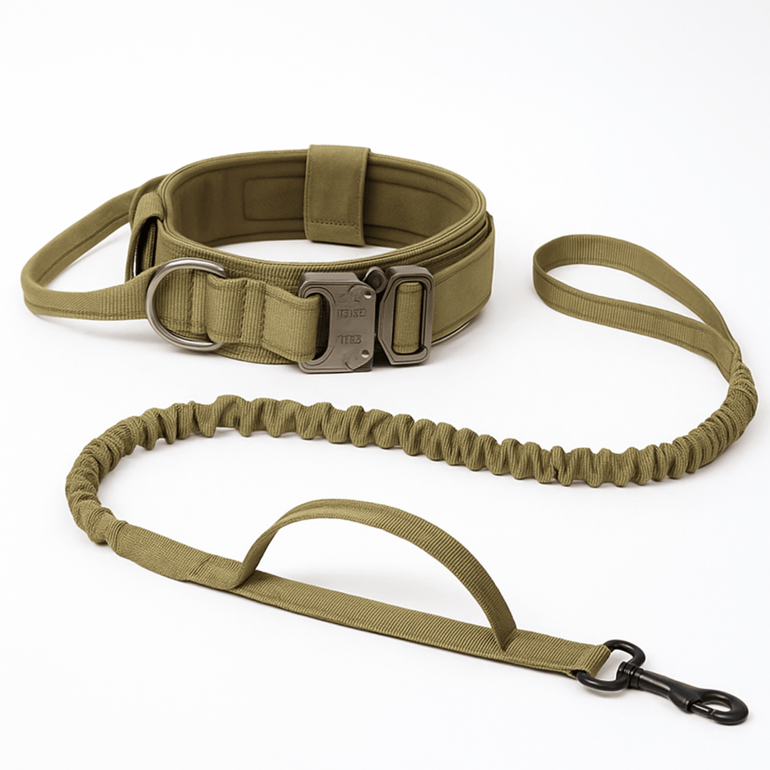 Dog wearing tactical collar with metal buckle, paired with bungee leash for large breed training