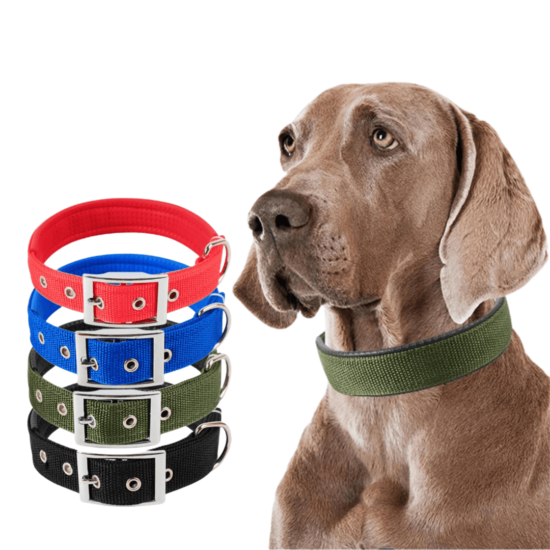 Green adjustable nylon dog collar, strong pet gear, comfortable for everyday wear.
