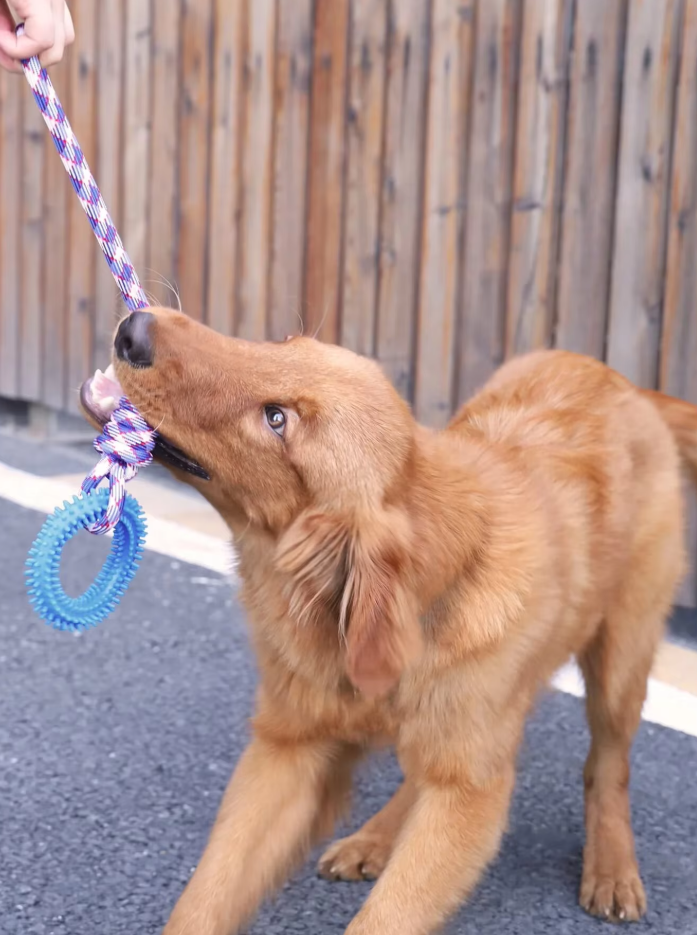 Dog toy set: a durable chew toy with blue teething ring and yellow rope, pet supplies