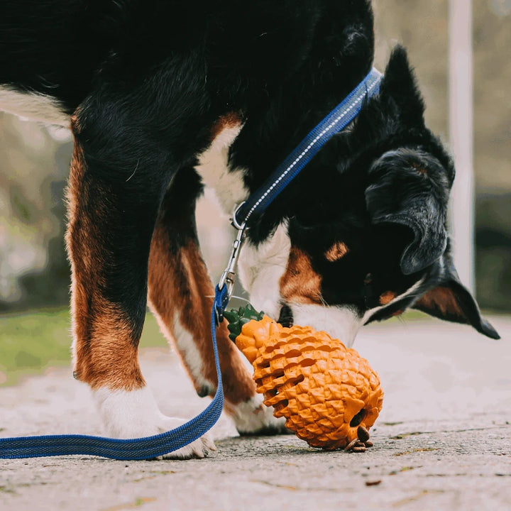 Dog enjoying a natural rubber pineapple chew toy, ideal for aggressive chewers and dental hygiene
