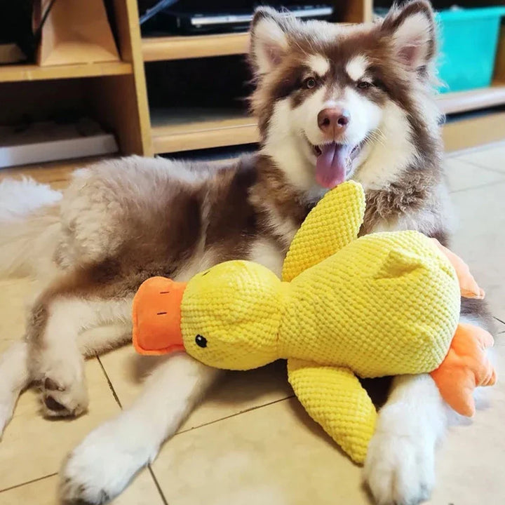 Interactive quacking duck dog toy, designed for heavy chewers and strong jaws