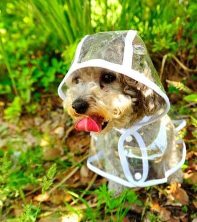 Wasserdichte Hundejacke Transparent