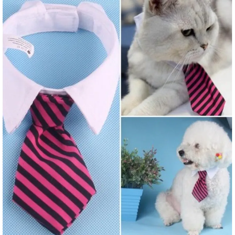 Black velvet bow tie pet collar, sophisticated and comfortable for dog and cat formal wear.