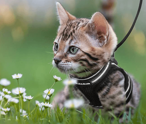 Ausbruchsicheres Katzengeschirr mit Leine