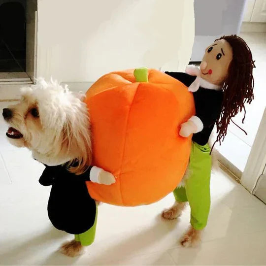 Seasonal dog costume: a happy dog in a soft fabric pumpkin outfit for Halloween festivities.