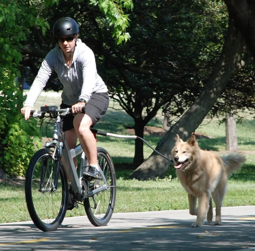 Bicycle dog leash, hands-free design with strong nylon and shock absorption, for an active dog owner