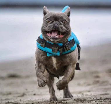 "Hundeschwimmweste mit Hai-Flosse, blauer Stoff, verstellbare Gurte, für Sicherheit im Wasser, für Hunde aller Größen."
