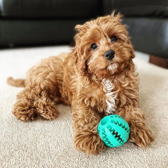 Dog happily playing with an interactive treat dispensing chew ball, good for dental care.