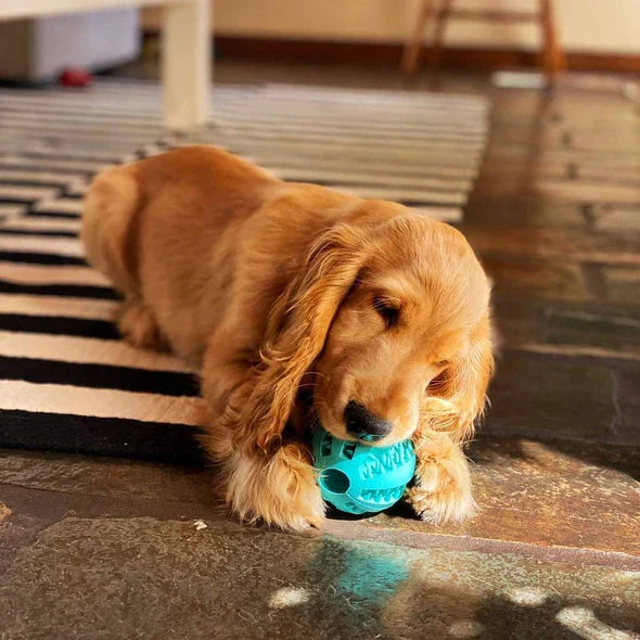 Durable rubber interactive dog chew ball, designed for dental health and treat dispensing.