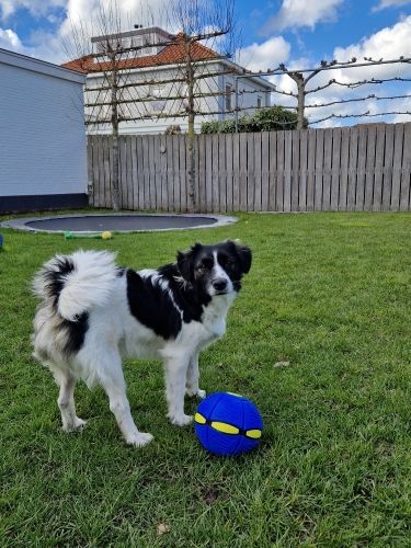 Dog enjoying playing fetch with a colorful light-up transforming disc ball toy in a park, durable pet supplies
