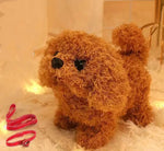 Teddy dog