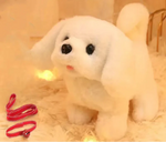 Bichon dog
