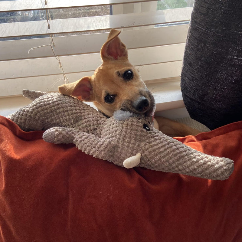 "Langlebiges Hundespielzeug Elefant aus Plüsch, ideal für kräftige Kauer, fördert Maulgesundheit."